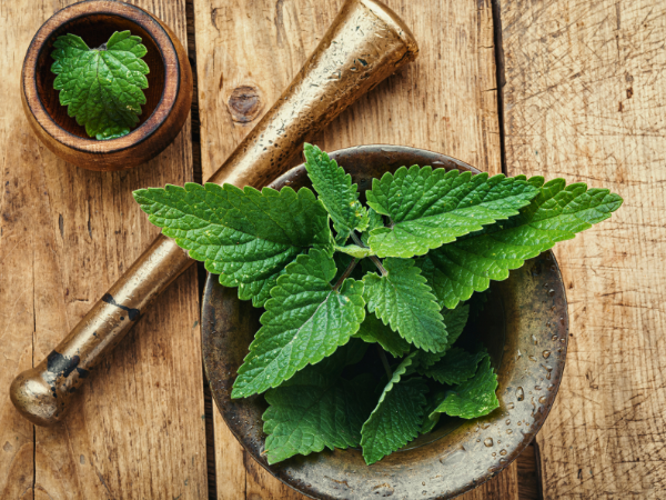 Fresh lemon balm leaves photo