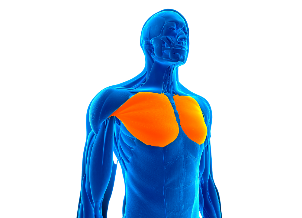 Pectoralis Major (Upper Chest) The main muscle targeted by the incline bench press. photo