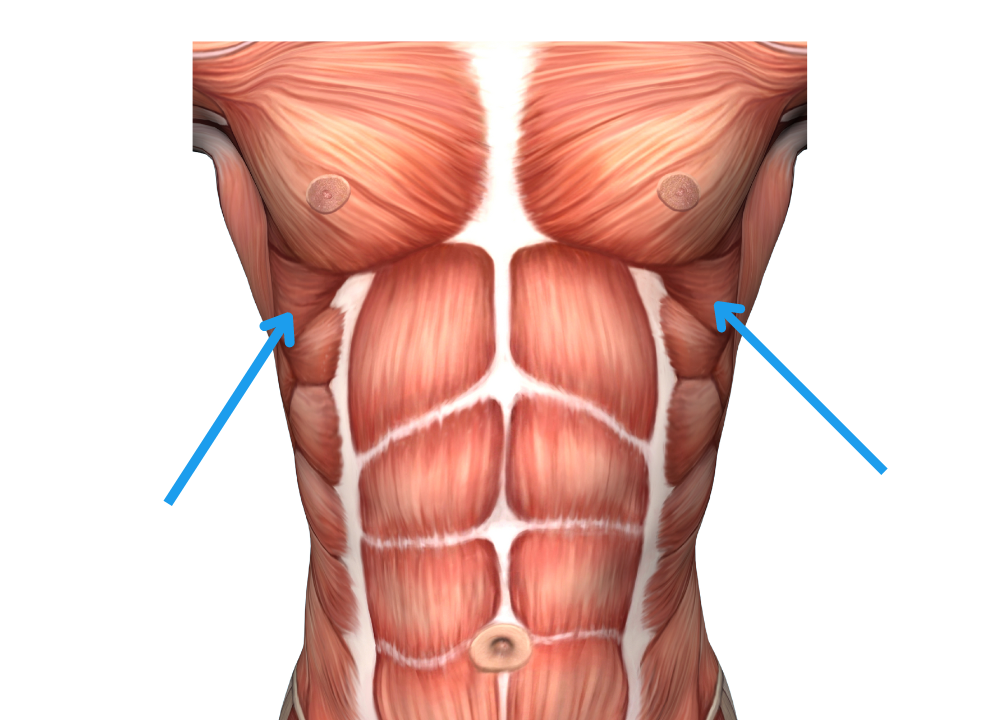 Serratus Anterior Located on the side of the chest photo