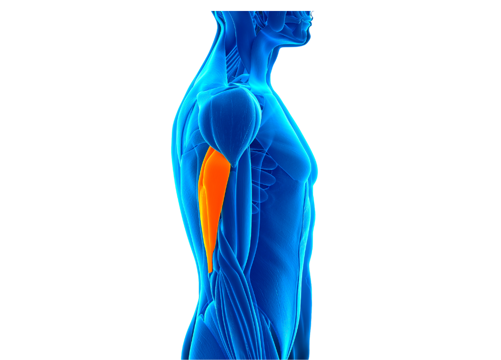 Triceps Brachii (Back of the Upper Arm) photo 